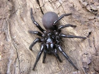 venom spiders america south hairy