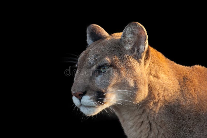 pics free cougar