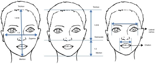 section proportions facial golden