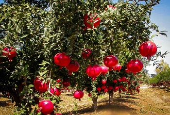 pomegranate for tree mature sale
