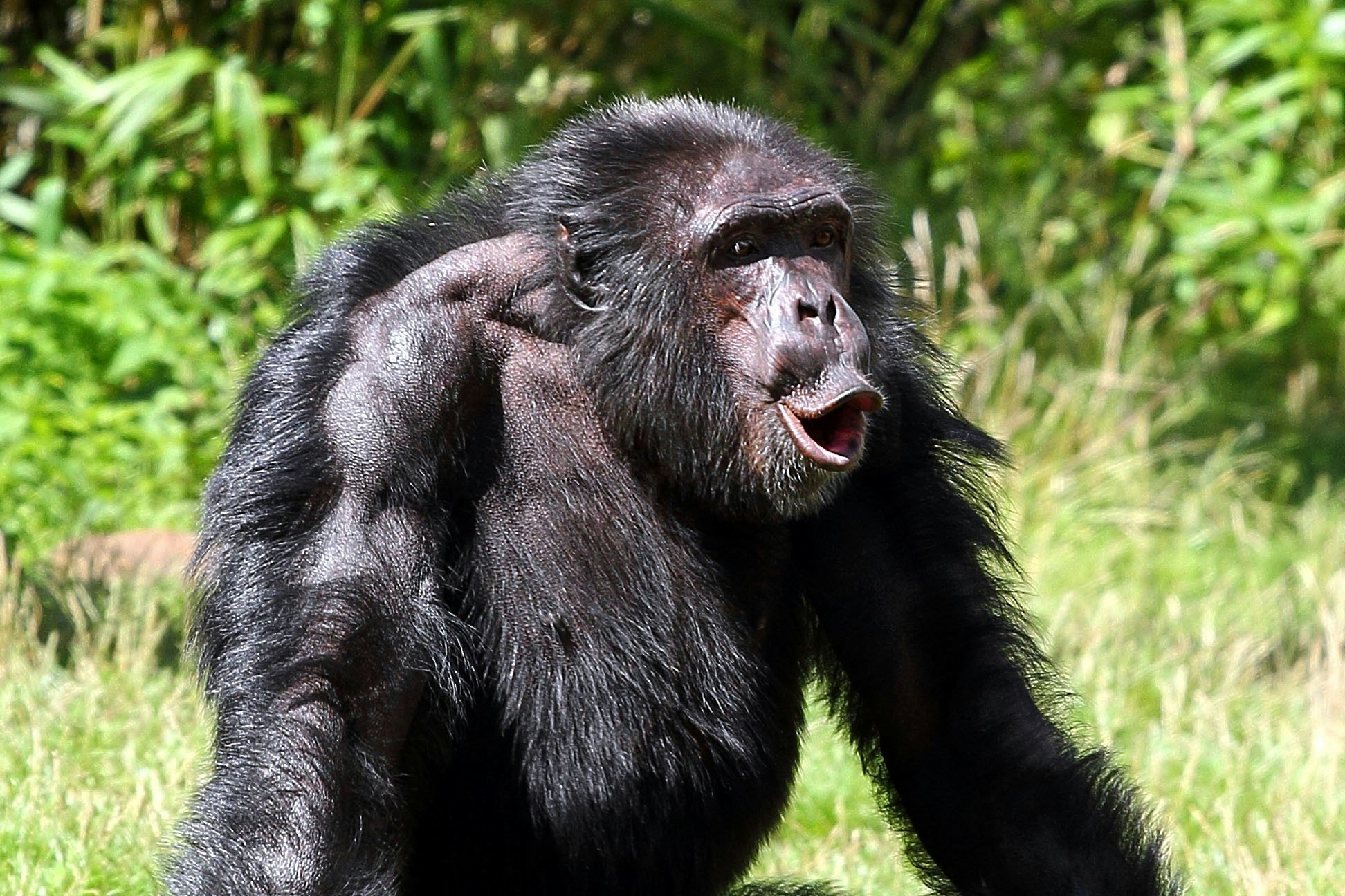 picture chimpanzee penis