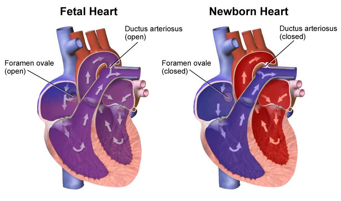 adult heart circulation