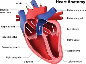 adult heart circulation