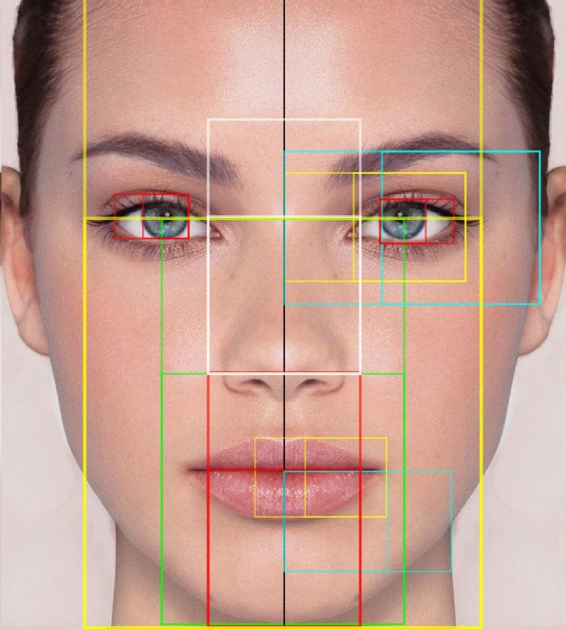 section proportions facial golden
