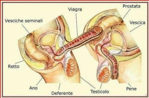 anal anatomy of sex