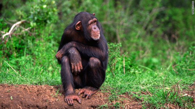 picture chimpanzee penis