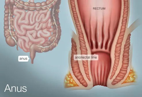 rectum or pain anus