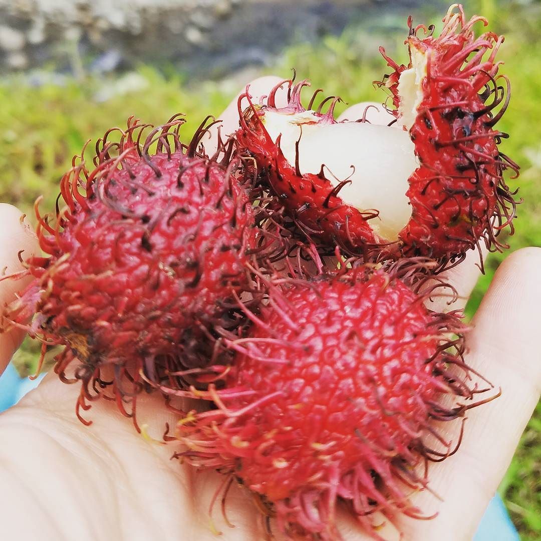 hairy strawberry fruit