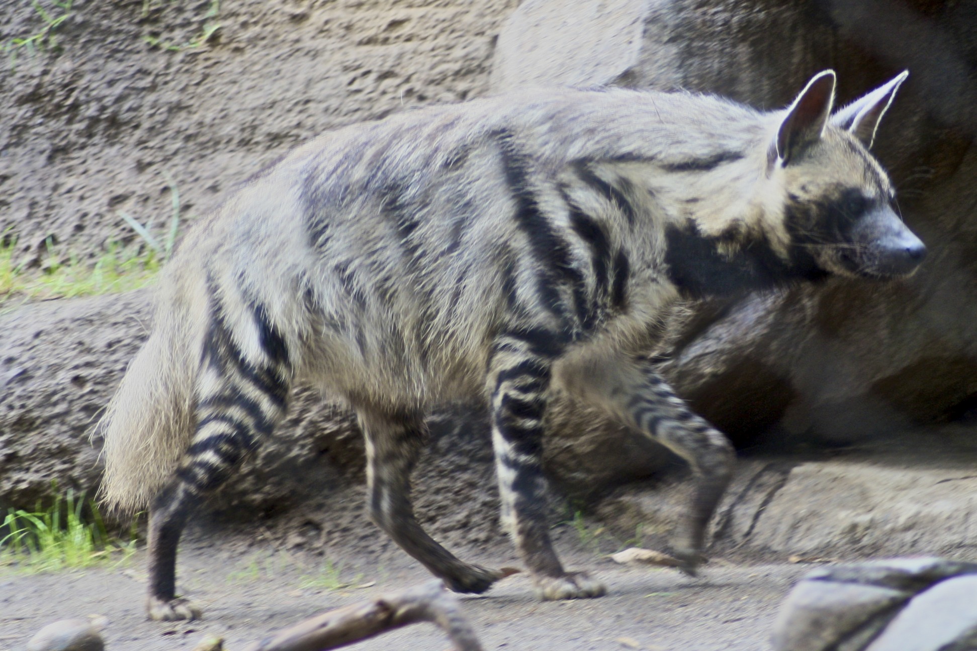 hyena pictures striped