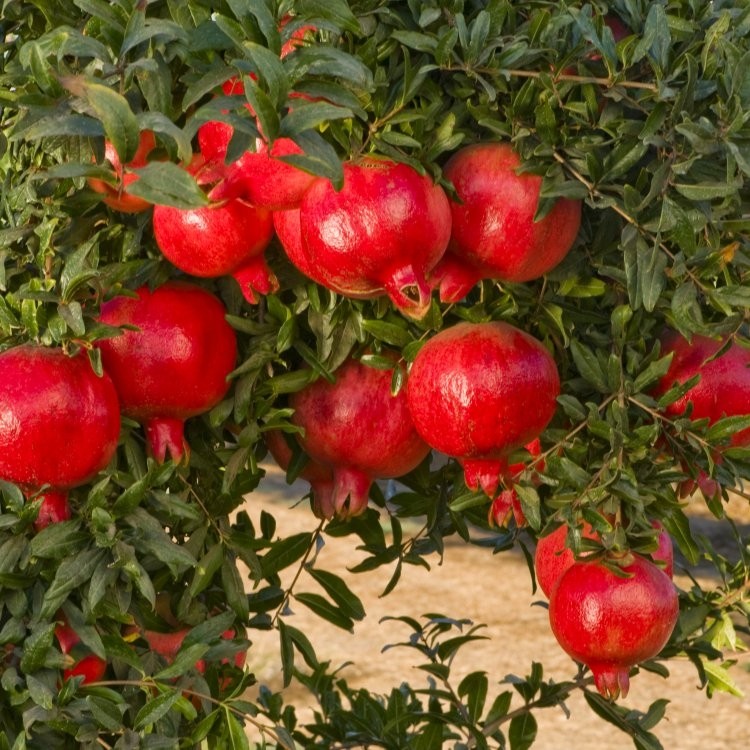 pomegranate for tree mature sale