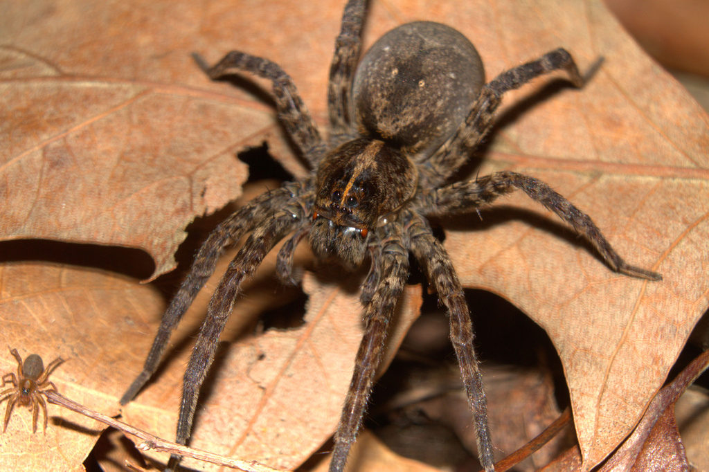 hairy brown spider