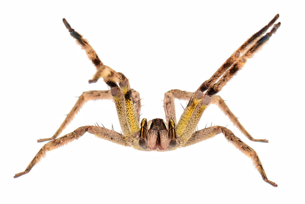 venom spiders america south hairy
