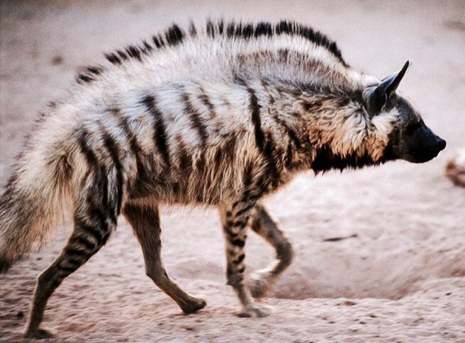 hyena pictures striped